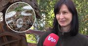 Wielu grzybiarzy sprawdza grzyby w ten sposób. Ekspertka ostrzega, że to śmiertelnie niebezpieczne