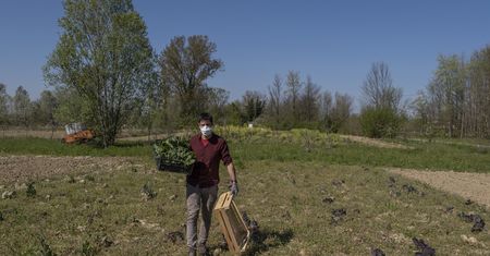 Brakuje ludzi do zbierania owoców. "Żądają 500 zł i nie chcą pracować"