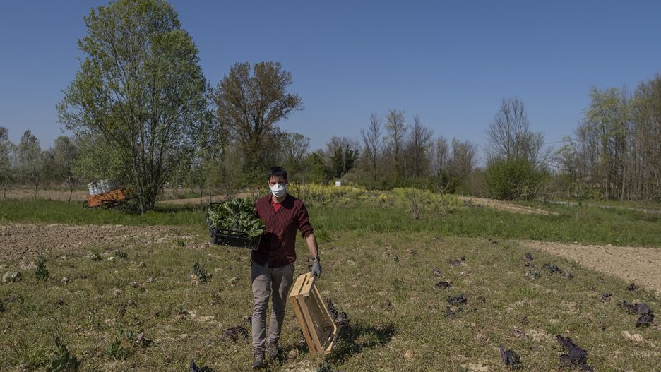 Mężczyzna zbierający warzywa na polu