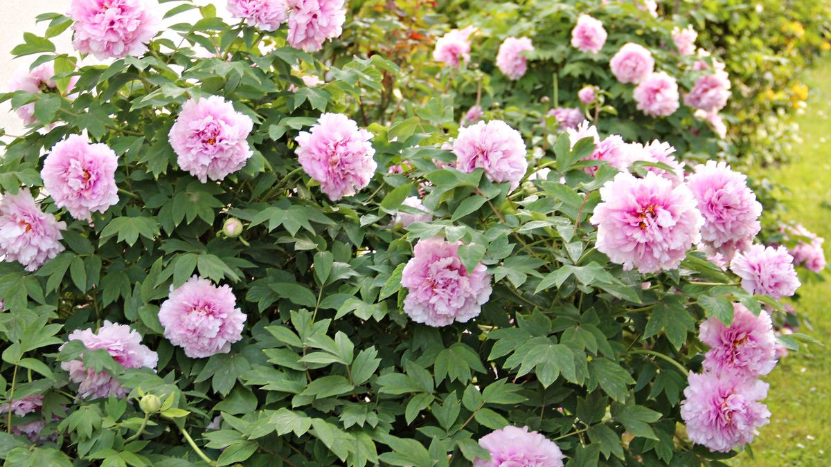 Kiedy przycinać piwonie na zimę?