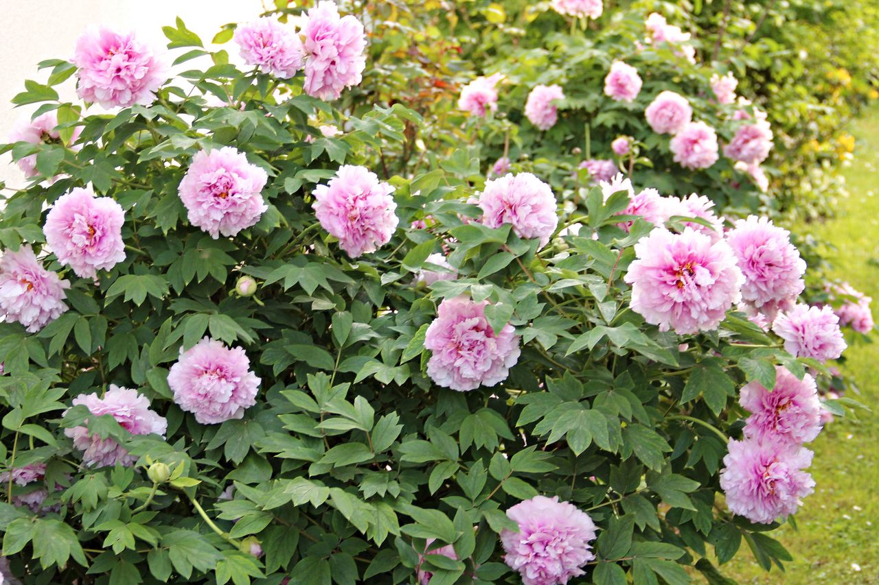 Kiedy przycinać piwonie przed zimą? Kluczowy termin