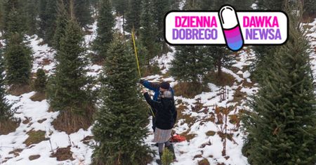 W ten weekend ostatnia szansa. Przed nami finał "choinkobrania"