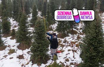 W ten weekend ostatnia szansa. Przed nami finał "choinkobrania"