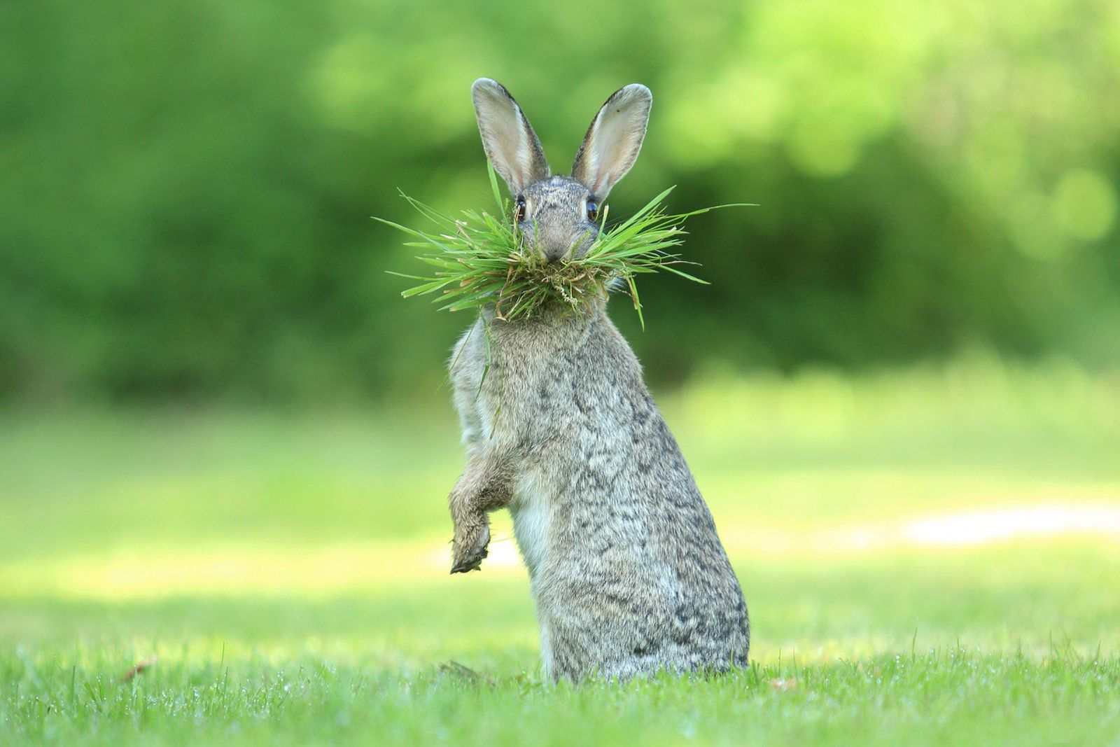 Znamy zwycięzców The Comedy Wildlife Photography Awards 2017. To najśmieszniejsze zdjęcia, jakie dzisiaj zobaczycie 17