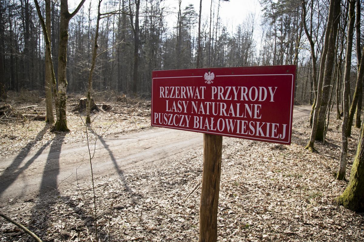Skrytykowano ochronę Puszczy Białowieskiej. Brakuje ważnego dokumentu