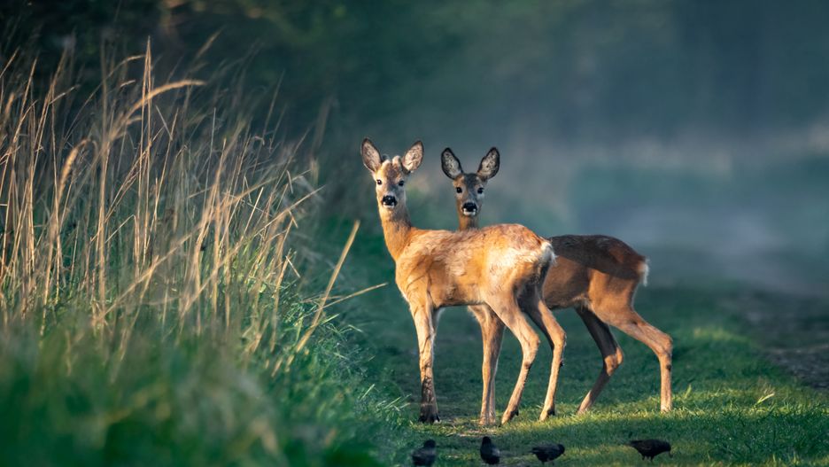 jelenie, dzika natura, wildlife, sarna, las, jelonek, forest, grass, trawa, fog, ears, wild, eyes, gazela, bobasy, pola, bezdroża