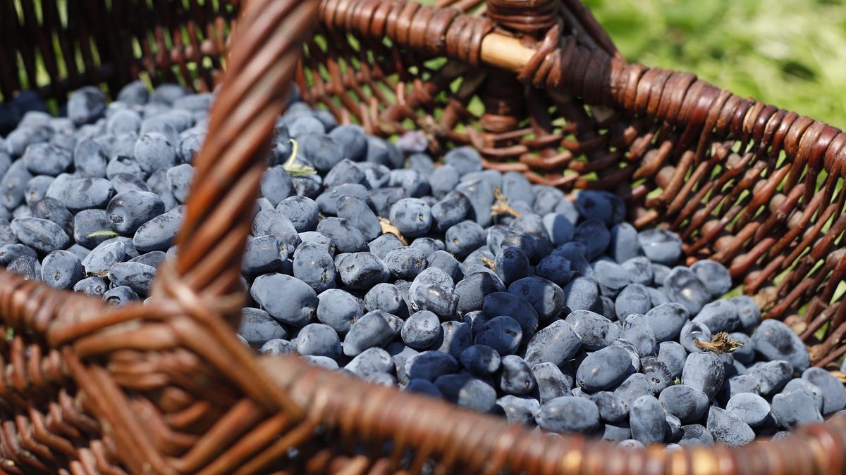 Wiemy, ile rolnicy chcą za kilogram jagody kamczackiej