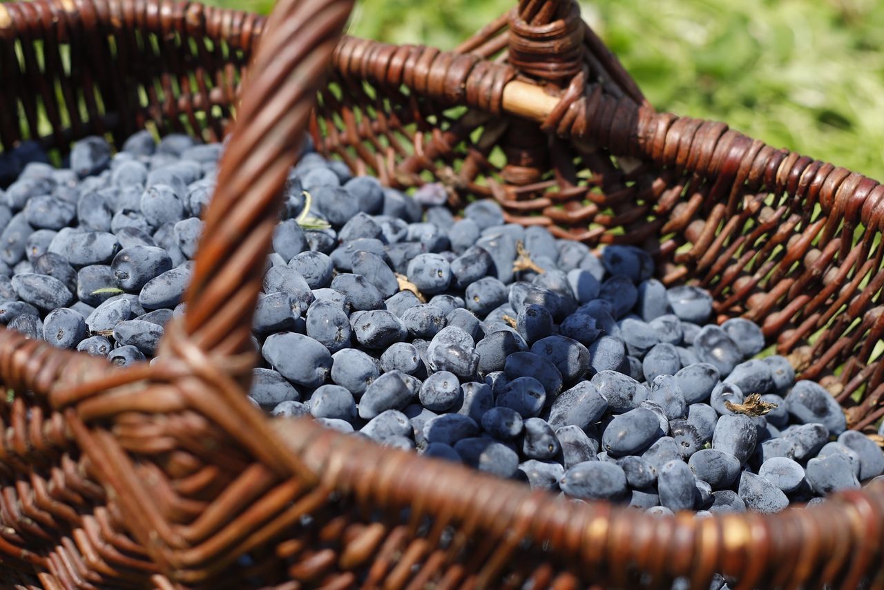 Rolnicy zapraszają na samozbiory. Wiemy, ile chcą za kilogram jagody kamczackiej