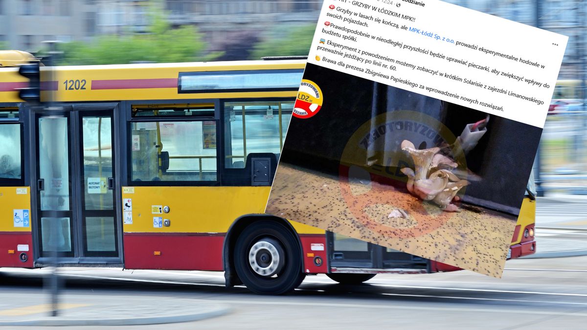 Grzyby w  łódzkim autobusie? Znamy finał całej sprawy