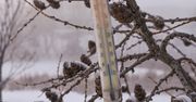 Nawet -30 stopni Celsjusza. Prognoza na listopad pokazuje jasno. Zima nadchodzi