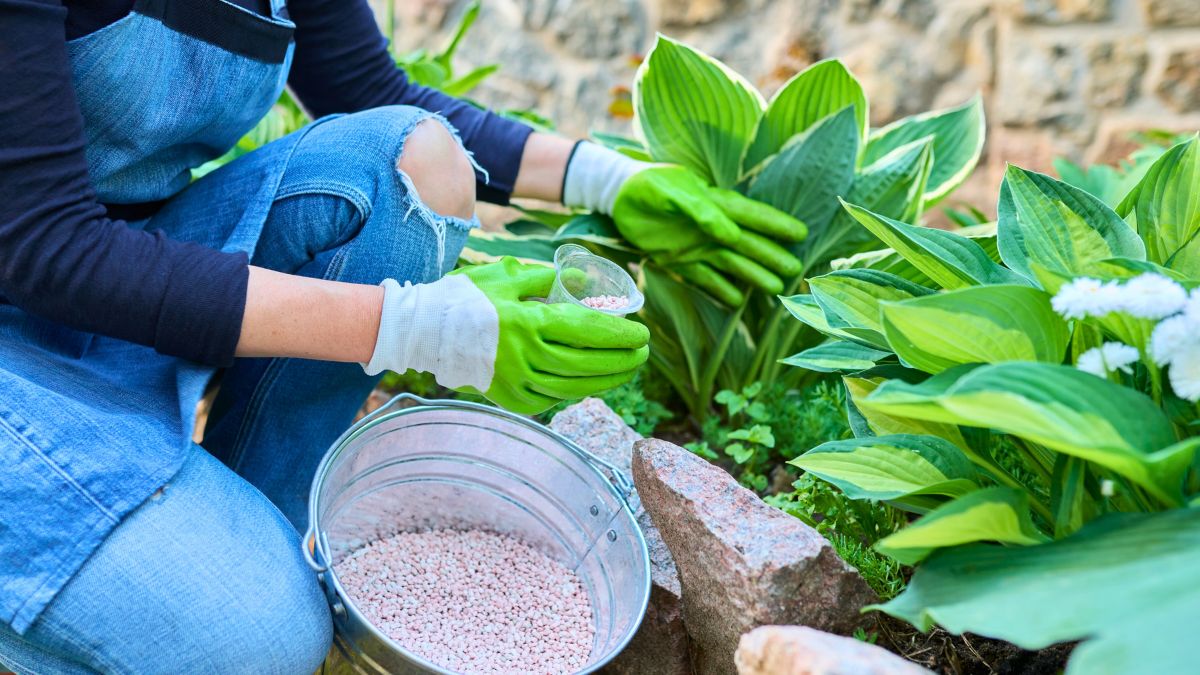 Ten nawóz jest najlepszy w ogrodzie 