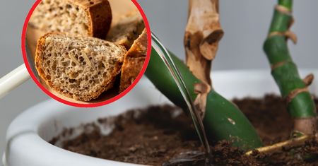 Czerstwy chleb zalej wodą. Rośliny będą ci wdzięczne