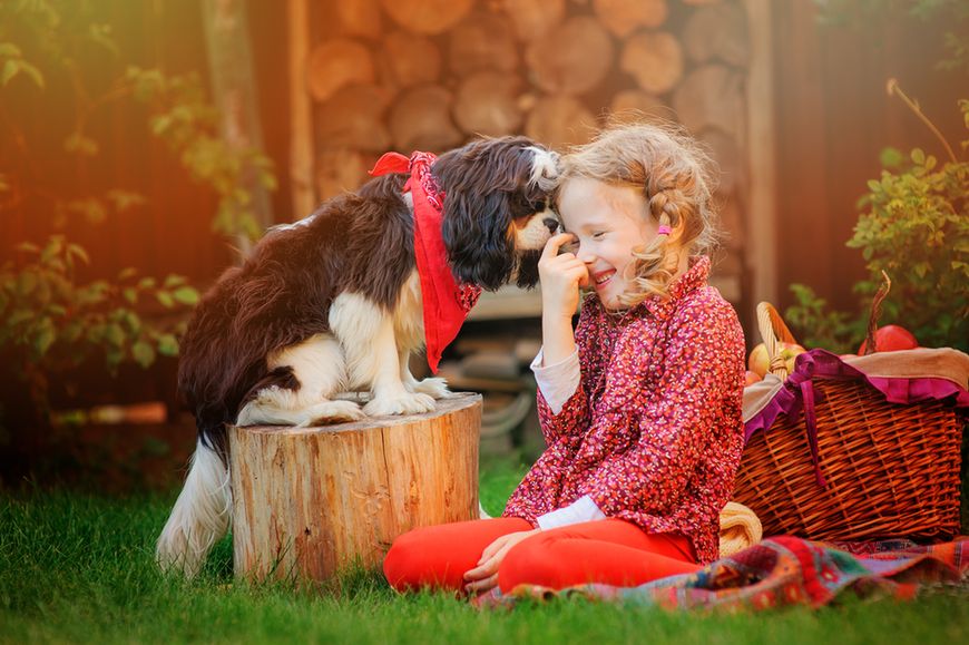 Cocker spaniel angielski