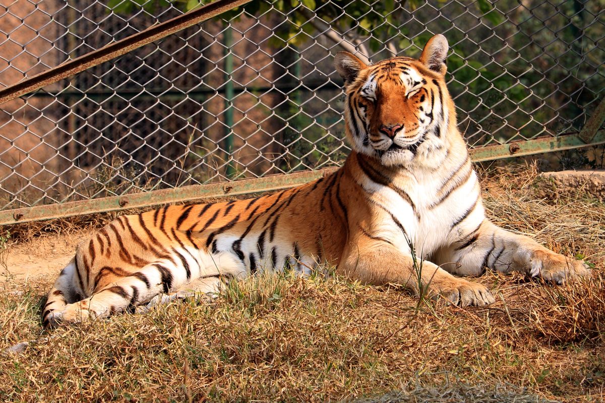 Tragiczny wypadek w zoo w Zurychu. Tygrys zabił 55-latkę