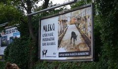 Fundacja Viva! pokazuje na billboardach "prawdziwą cenę mleka"