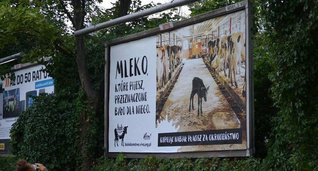 Fundacja Viva! pokazuje na billboardach "prawdziwą cenę mleka"