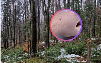 Wrócił z lasu. Tylko spójrzcie na rękę. "Pasażer na gapę"