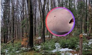 Wrócił z lasu. Tylko spójrzcie na rękę. "Pasażer na gapę"