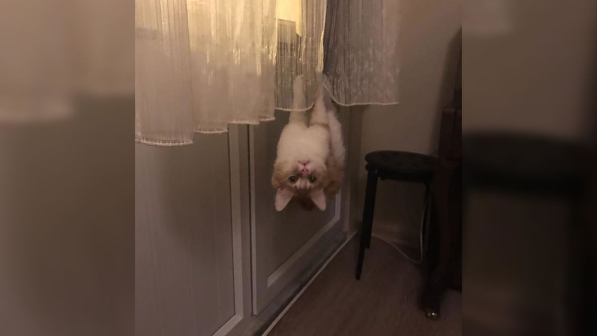 Koty to dziwne stworzenia. Potrzebujesz dowodów? Rzuć okiem 1