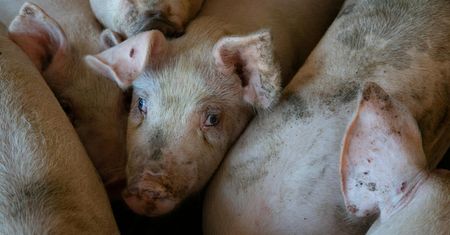 Rolnicy załamani. Tak niskich cen wieprzowiny dawno nie było