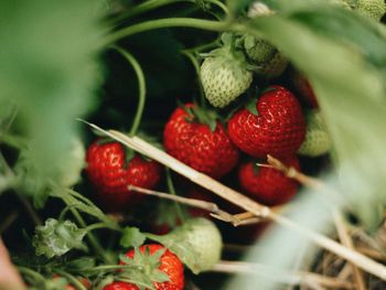Trzeba działać już w kwietniu. Dzięki temu zbierzesz kosze pełne owoców
