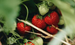 Trzeba działać już w kwietniu. Dzięki temu zbierzesz kosze pełne owoców