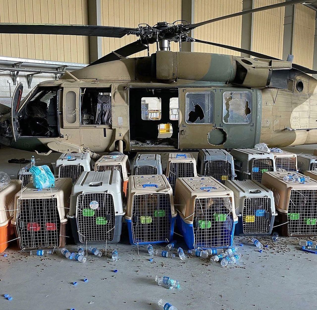 Amerykańskie wojsko pod ostrzałem krytyki. Pentagon tłumaczy się ze zdjęcia psów, które obiegło internet