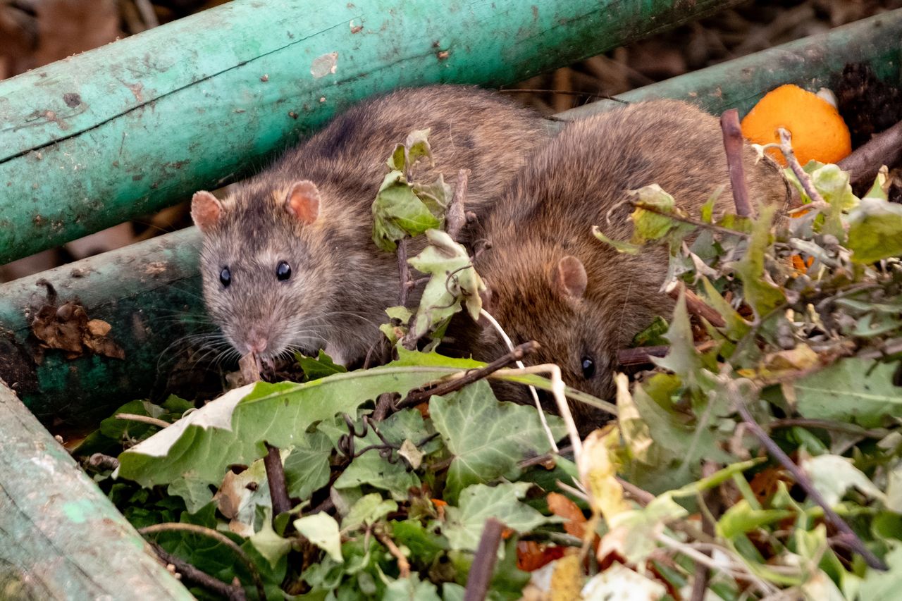 Zasadź w ogrodzie i zapomnij o problemie. W naturalny sposób odstraszysz szkodniki