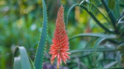 Aloes drzewiasty - właściwości, zastosowanie, jak wygląda?