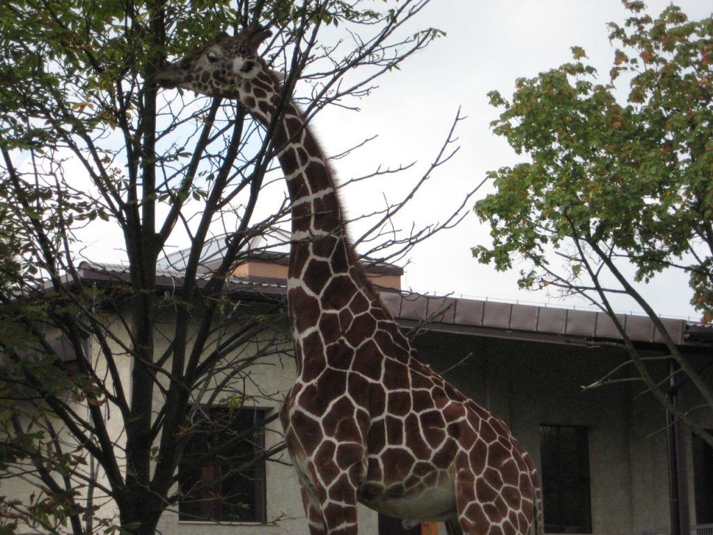 Śląski Ogród Zoologiczny w Chorzowie