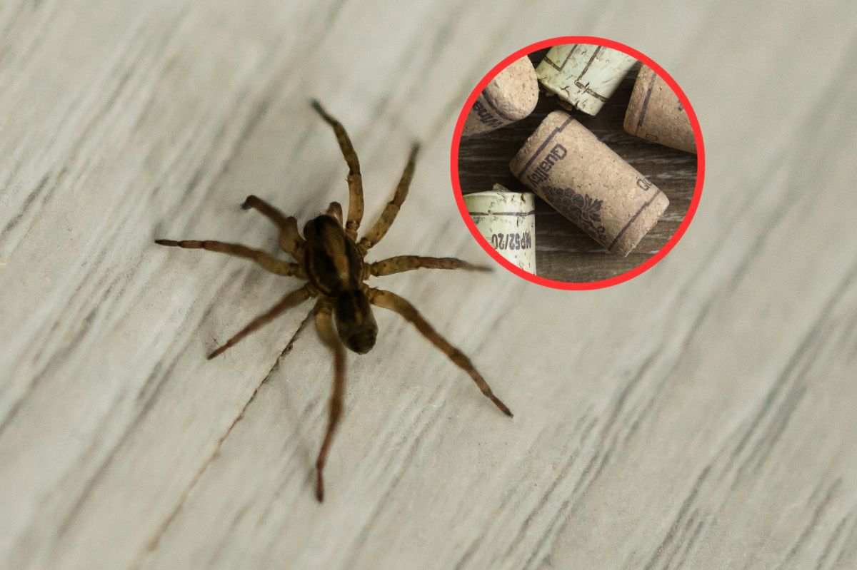 How to get rid of spiders?