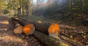 Rząd obiecuje ochronę, lasy idą pod topór. Alarmujące dane o wycinkach