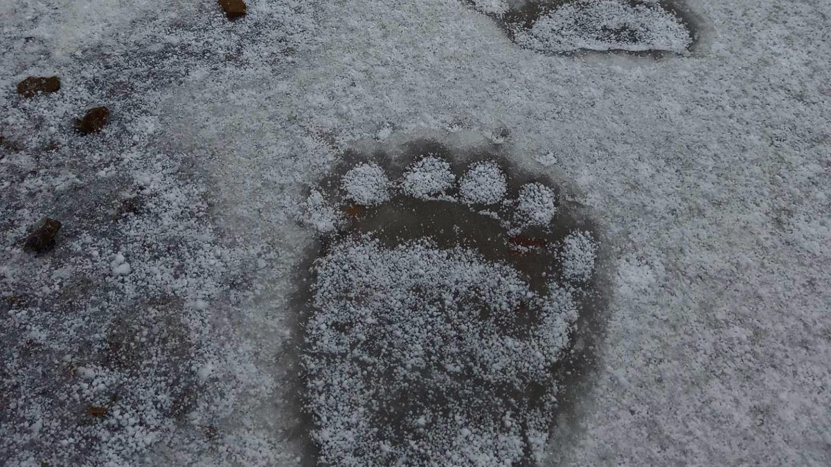 Potężne ślady na śniegu. Co to za zwierzę? 