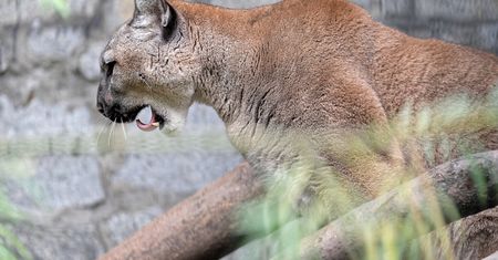 Pilne zalecenia służb. Puma grasuje na wolności po Mazowszu