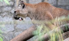 Pilne zalecenia służb. Puma grasuje na wolności po Mazowszu