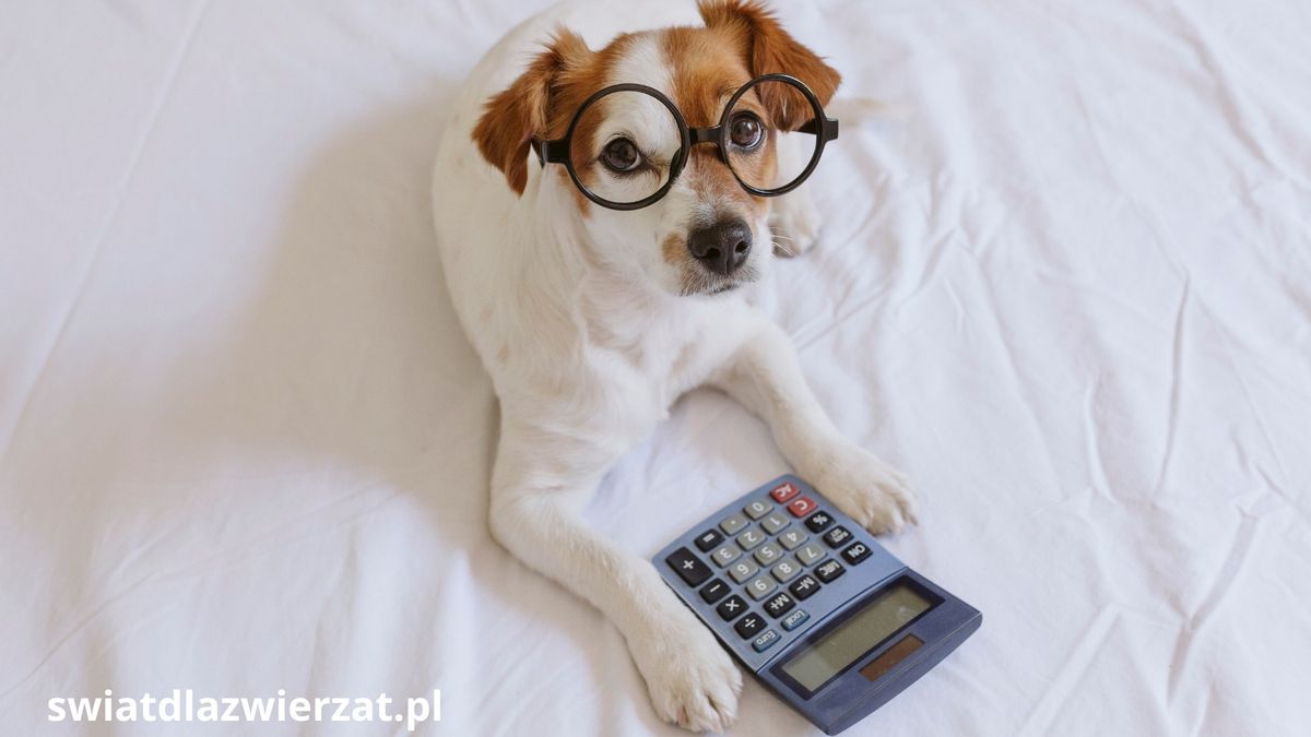 Jak obliczyć wiek psa?