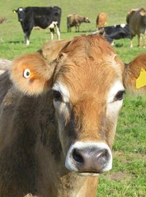 Mixed result of Australian decade-long experiment to farm carbon-neutral meat