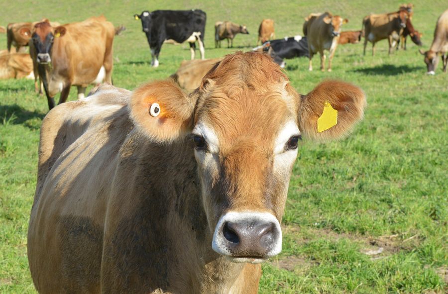 Mixed result of Australian decade-long experiment to farm carbon-neutral meat