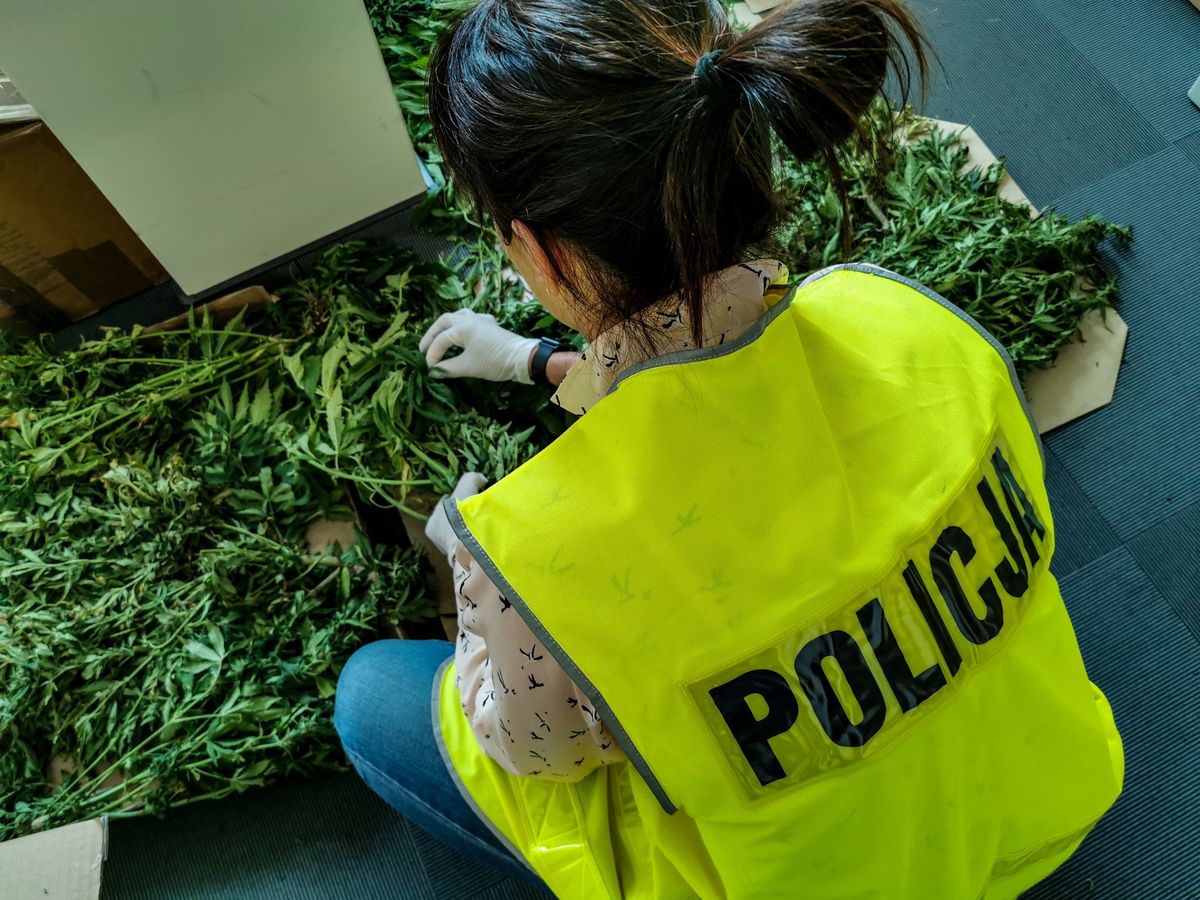 Białystok. Policja zlikwidowała plantację marihuany. Zawiadomili o niej pracownicy miejscowego muzem