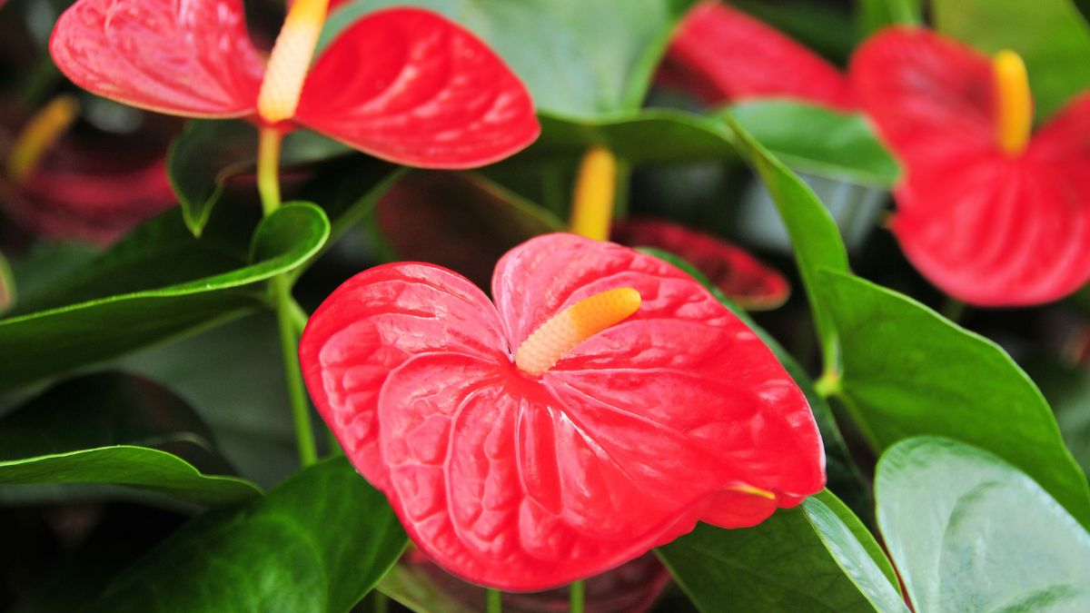 Anturium potrzebuje odpowiedniej pielęgnacji.