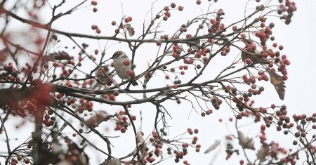 Pogoda w Warszawie w sobotę 19 grudnia. Chmury i miejscowe przejaśnienia