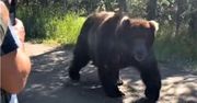 Nabuzowany grizzly szedł na turystów. Nie do wiary, co zrobił przewodnik