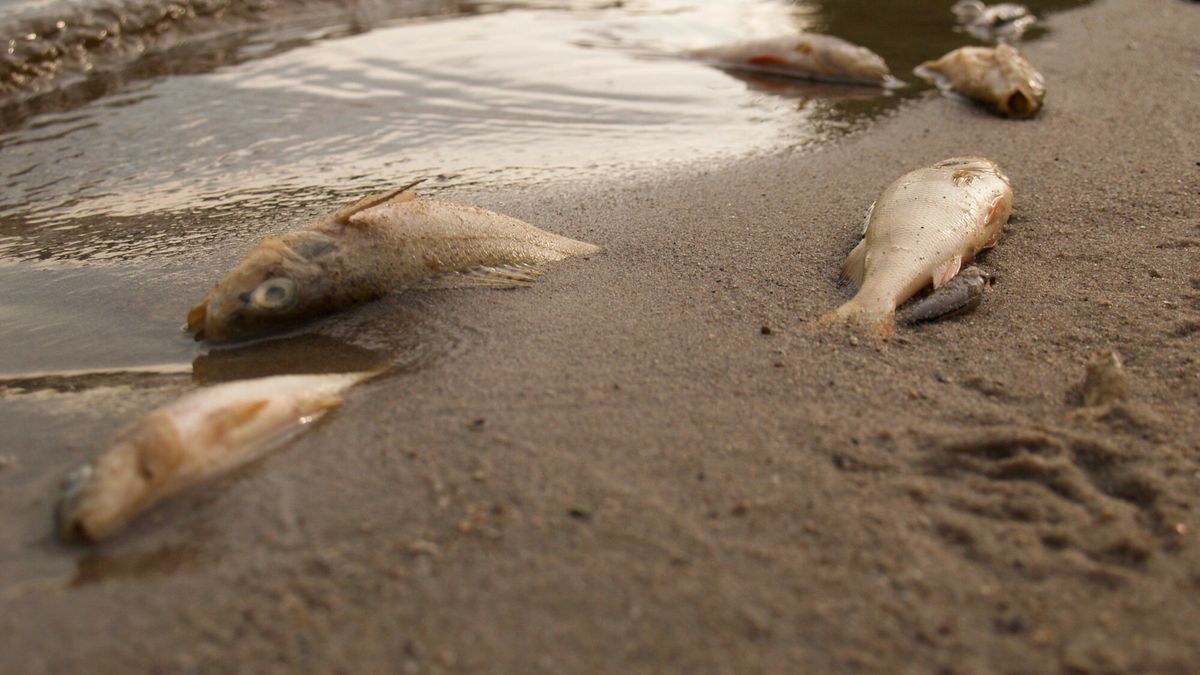 Za śmierć ryb odpowiadają zarówno nawozy azotowe, jak i nieczystości spływające do morza