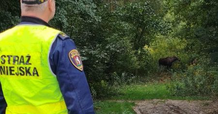 Niezwykła wizyta na Sławinie. Stado czterech łosi spacerowało przy ogródkach działkowych, jeden musiał zostać uśpiony