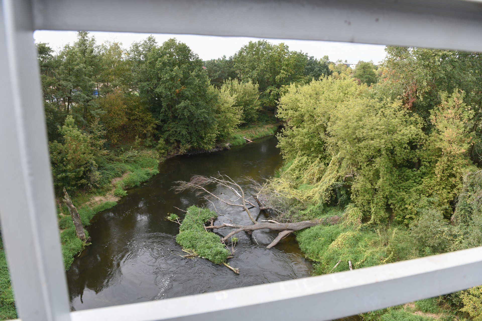 Rzeka Drwęca to niedoceniony skarb regionu