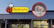 Szczury i odchody w Biedronce w Poznaniu. Sanepid reaguje