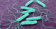 Helicobacter pylori - drogi zakażenia, objawy, diagnostyka i leczenie