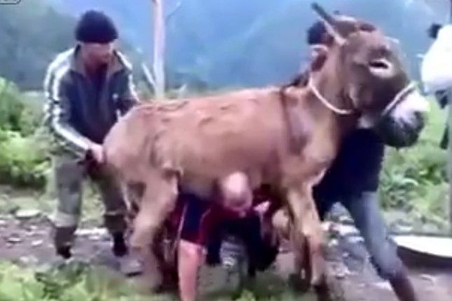 Biedne zwierzę! Co oni mu zrobili? Pięciu Rosjan bawi się (z) osłem