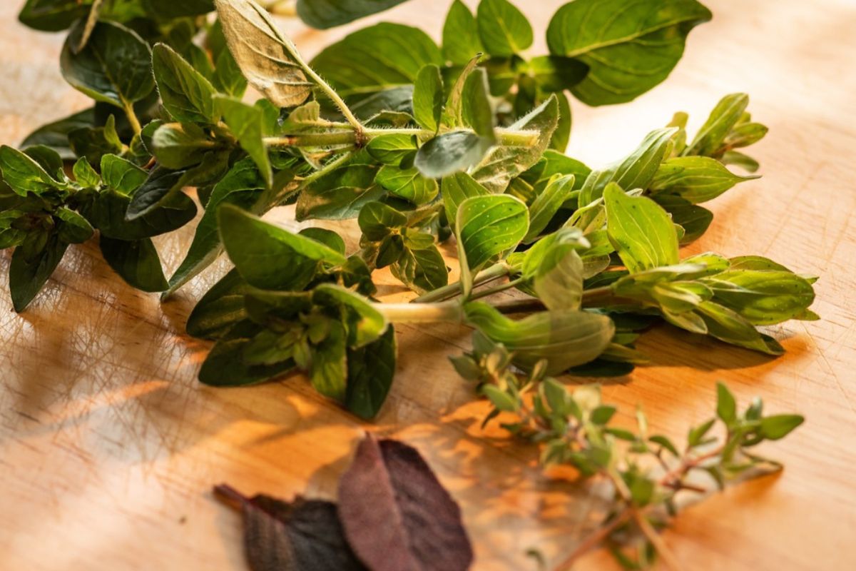 Majeranek to popularne zioło o wielu zastosowaniach w kuchni 