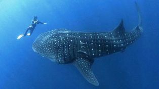 Kłusownicy zabili w Morzu Czerwonym "przyjaciela turystów". W Egipcie aż kipi ze złości